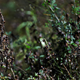 Illustration for article titled Locusts Are Ravaging the Horn of Africa—the Coronavirus Is Making Things Worse